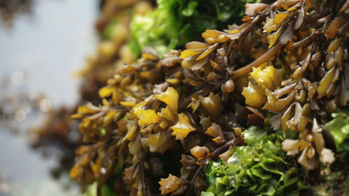 Close-up of yellow berries on plant