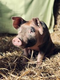 Close-up of pig on field