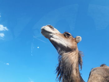 Low angle view of an camel