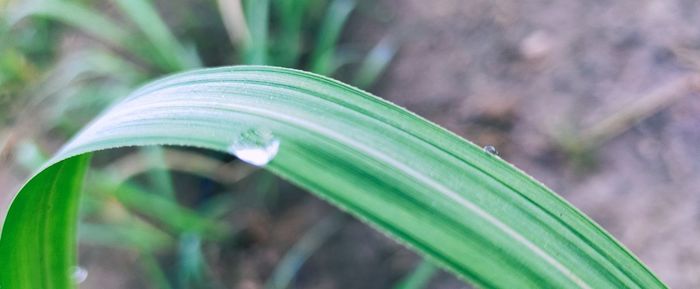 Close-up of fresh green plant on field