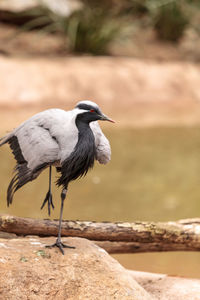 Close-up of bird perching on rock by lake