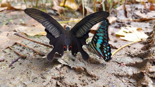 Close-up of butterfly on ground