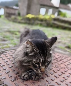 Close-up of cat sitting outdoors