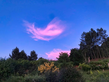 Low angle view of trees against sky during sunset