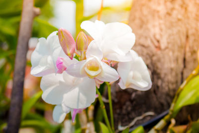 Close-up of white flowering plant