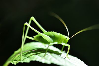 Close-up of insect on leaf