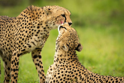 Close-up of cheetah licking one standing up