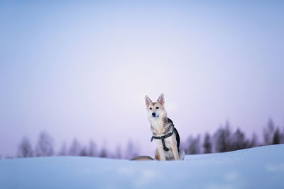 Dog in snow against clear sky