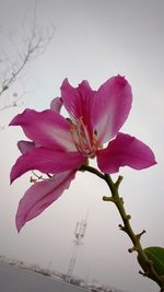 Low angle view of pink flower against sky