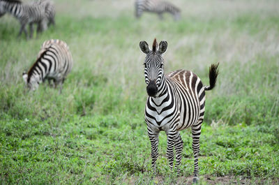 Zebras on a field