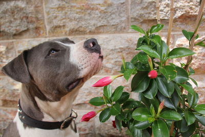 Pit bull terrier by flower plant against wall
