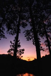 Low angle view of silhouette trees against sky during sunset