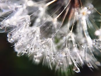 Close-up of flower plant