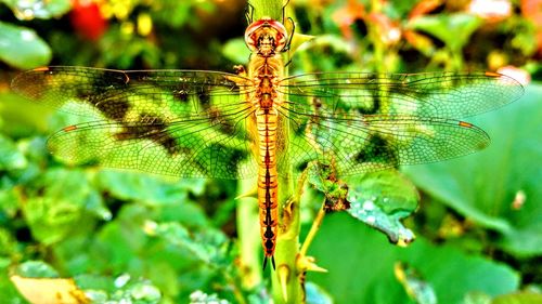 Close-up of damselfly on plant