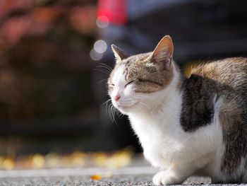 Close-up of cat sitting outdoors