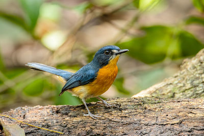 Close-up of bird perching on wood