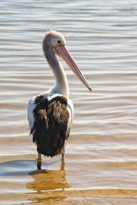 Pelican standing in sea