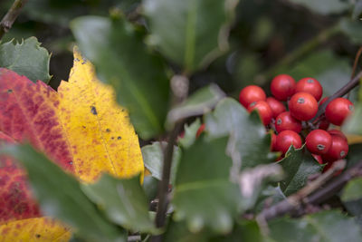 Close-up of red berries growing on tree