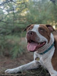 Close-up of a dog looking away