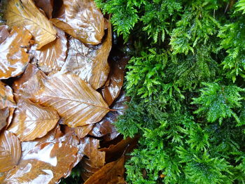 High angle view of leaves on plant