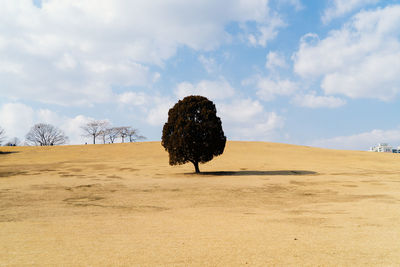 Tree growing on field against cloudy sky