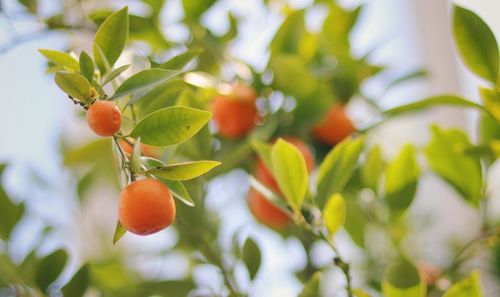 Low angle view of berries growing on tree