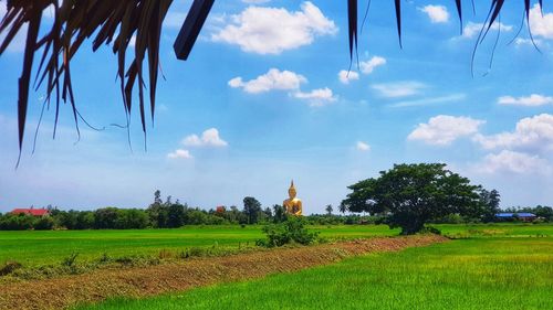 Scenic view of agricultural field against sky