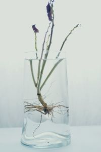 Close-up of dead plant floating on water in glass vase