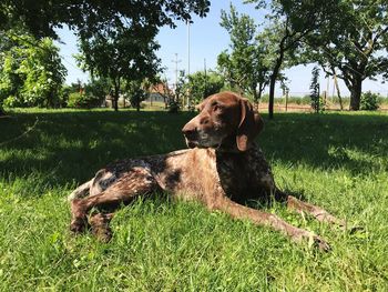 View of a dog on field