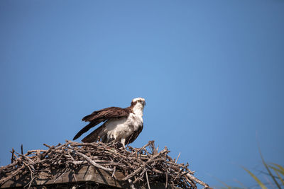 Low angle view of bird perching on nest against sky