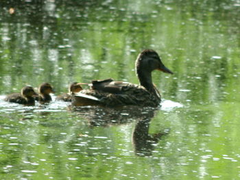 Ducks swimming in lake
