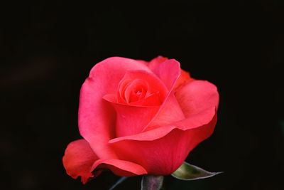 Close-up of rose against black background