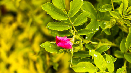 Close-up of pink flower blooming outdoors