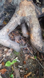 High angle view of tree trunk