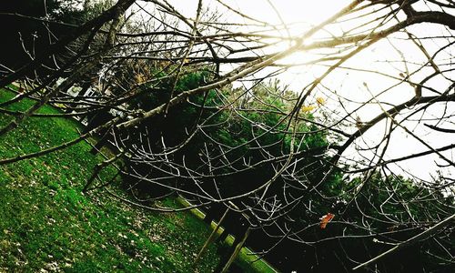 Close-up of tree branches on field