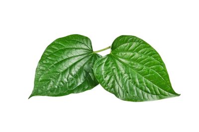 Close-up of green leaves against white background