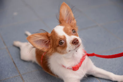 Close-up portrait of dog