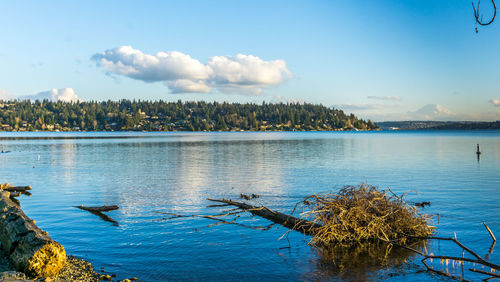 A view of mercer island from seward park in seattle, washington. birds in the foreground.