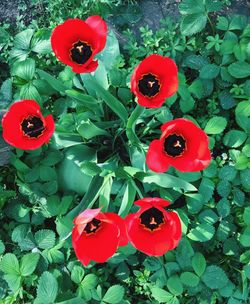 Close-up of red flowers