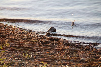 View of birds on beach