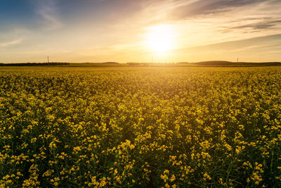 Rapeseed Field