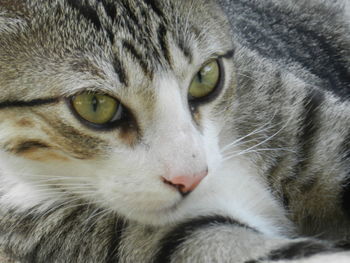 Close-up portrait of a cat