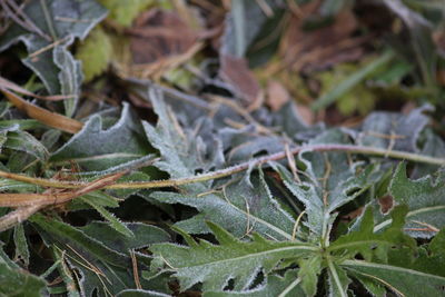 High angle view of plant growing on field