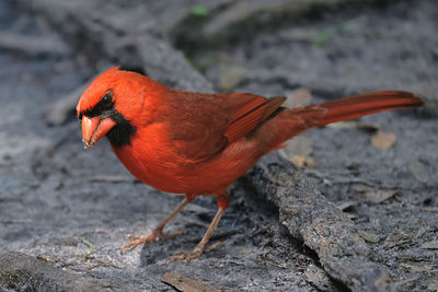 Male cardinal on ground looking at camera