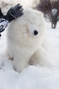 White cat lying on snow covered field