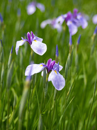 Close-up of purple iris flower on field