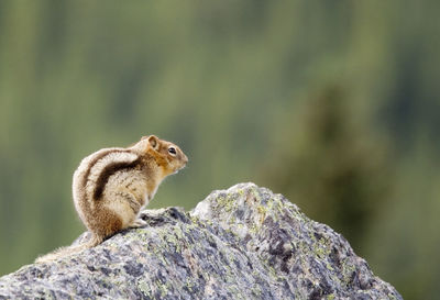 Close-up of chipmunk on rock