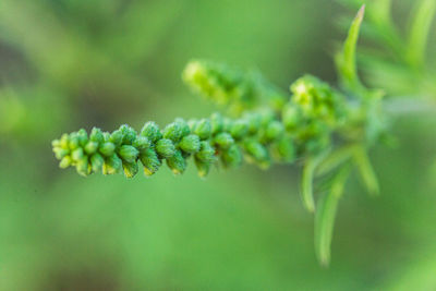 Close-up of plant