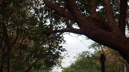 Low angle view of trees in forest against sky