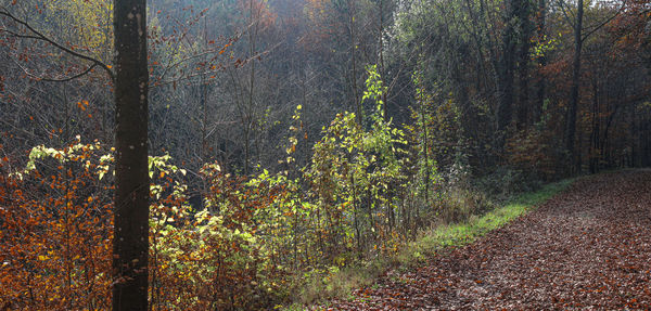 Trees growing in forest during autumn
